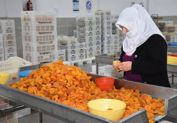 Foto - 115 ülke Malatya'dan satın aldı! ABD, İngiltere, Fransa 'Yetmez, gönderin biraz daha' diyor
