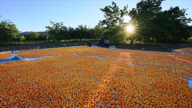 Foto - 115 ülke Malatya'dan satın aldı! ABD, İngiltere, Fransa 'Yetmez, gönderin biraz daha' diyor