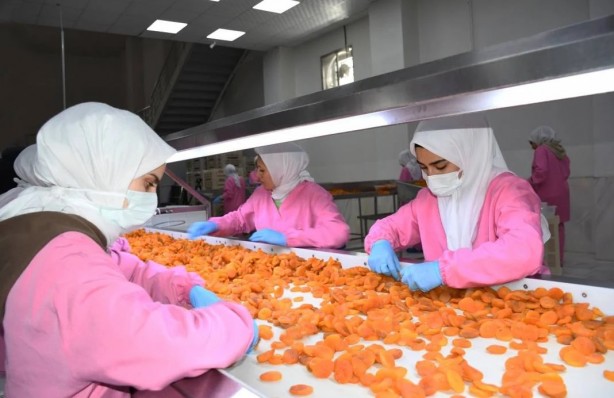 Foto - 115 ülke Malatya'dan satın aldı! ABD, İngiltere, Fransa 'Yetmez, gönderin biraz daha' diyor