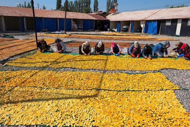Foto - 115 ülke Malatya'dan satın aldı! ABD, İngiltere, Fransa 'Yetmez, gönderin biraz daha' diyor