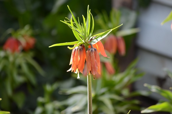 Foto - 12 ayda 20 gün canlı kalabiliyor | Bu çiçeği koparmanın cezası çok büyük