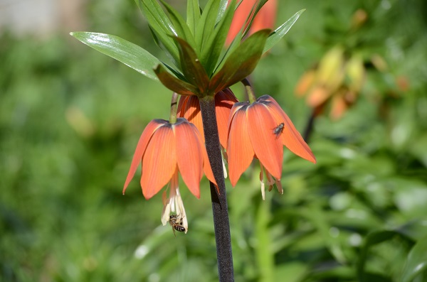 12 ayda 20 gün canlı kalabiliyor | Bu çiçeği koparmanın cezası çok büyük