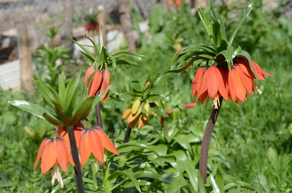 Foto - 12 ayda 20 gün canlı kalabiliyor | Bu çiçeği koparmanın cezası çok büyük