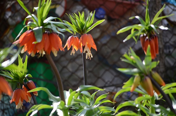 Foto - 12 ayda 20 gün canlı kalabiliyor | Bu çiçeği koparmanın cezası çok büyük