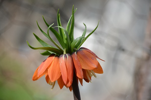 Foto - 12 ayda 20 gün canlı kalabiliyor | Bu çiçeği koparmanın cezası çok büyük