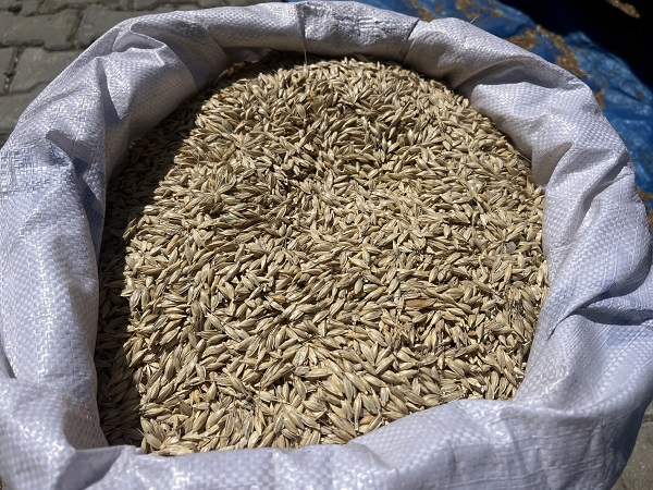 Foto - 12 bin yıldır genetiği değişmedi