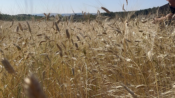 Foto - 12 bin yıldır genetiği değişmedi