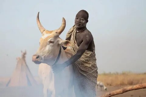 Foto - 12 yaşındaki çocuğu öldüren inek tutuklandı