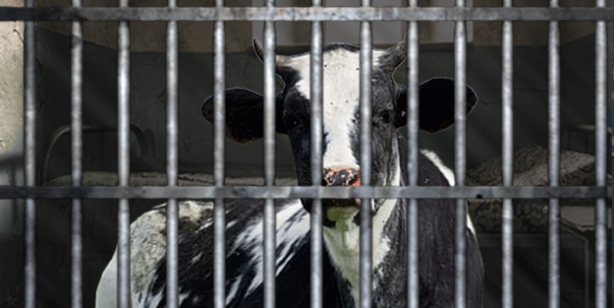 12 yaşındaki çocuğu öldüren inek tutuklandı