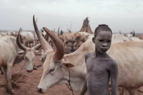 Foto - 12 yaşındaki çocuğu öldüren inek tutuklandı