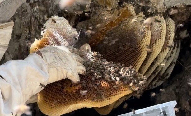 Foto - 12 yıl önce Cilo Dağı'nda keşfettiği kaya balının kilosu dudak uçuklattı!