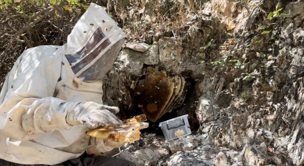 Foto - 12 yıl önce Cilo Dağı'nda keşfettiği kaya balının kilosu dudak uçuklattı!