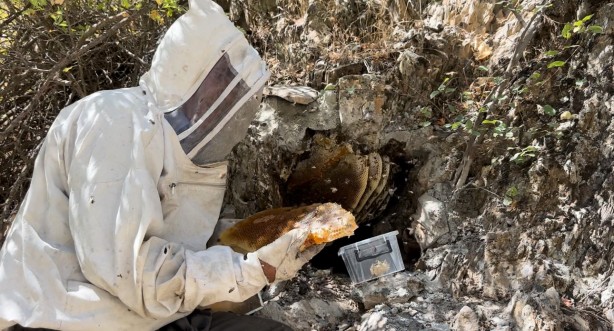 12 yıl önce Cilo Dağı'nda keşfettiği kaya balının kilosu dudak uçuklattı!