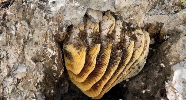 Foto - 12 yıl önce Cilo Dağı'nda keşfettiği kaya balının kilosu dudak uçuklattı!