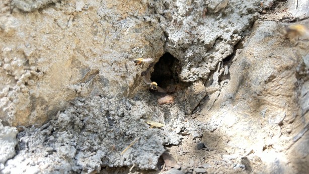 Foto - 12 yıl önce Cilo Dağı'nda keşfettiği kaya balının kilosu dudak uçuklattı!