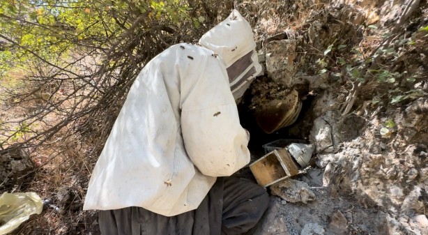 Foto - 12 yıl önce Cilo Dağı'nda keşfettiği kaya balının kilosu dudak uçuklattı!