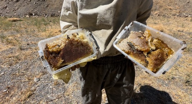 Foto - 12 yıl önce Cilo Dağı'nda keşfettiği kaya balının kilosu dudak uçuklattı!