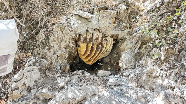Foto - 12 yıl önce Cilo Dağı'nda keşfettiği kaya balının kilosu dudak uçuklattı!