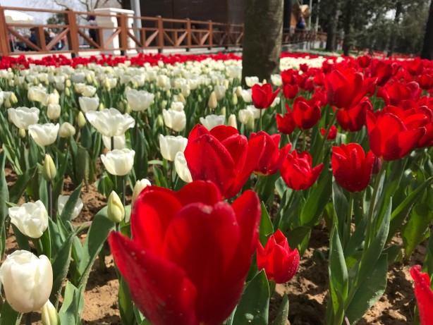 Foto - 13. İstanbul Lale Festivali başladı