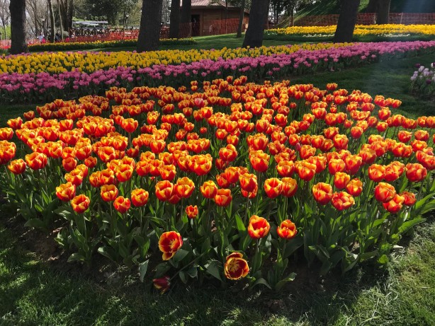 Foto - 13. İstanbul Lale Festivali başladı