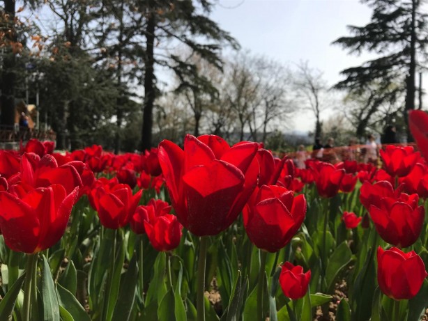 13. İstanbul Lale Festivali başladı