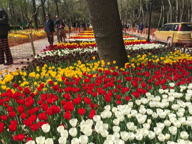 Foto - 13. İstanbul Lale Festivali başladı