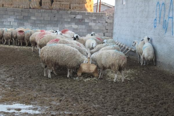 Foto - 14 taneyle başladı, geliri 100 bin lira oldu! Gençlere de tavsiye etti