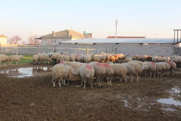 Foto - 14 taneyle başladı, geliri 100 bin lira oldu! Gençlere de tavsiye etti