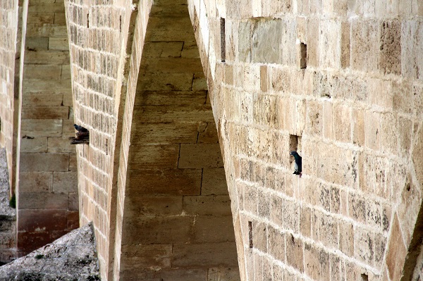 Foto - 1492 yılında yapıldı! Bakın tarihi köprü kimlere yuva oldu