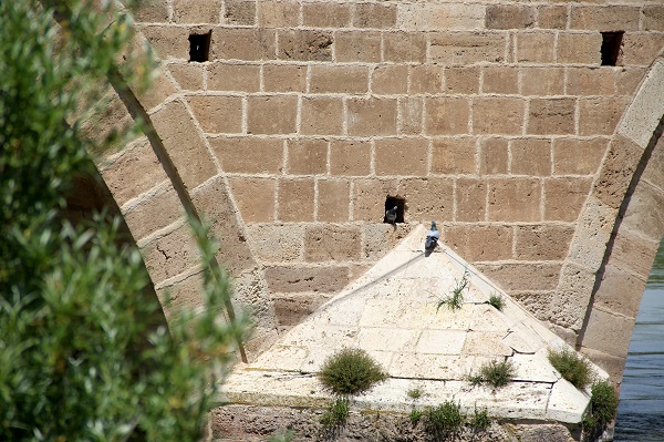 Foto - 1492 yılında yapıldı! Bakın tarihi köprü kimlere yuva oldu