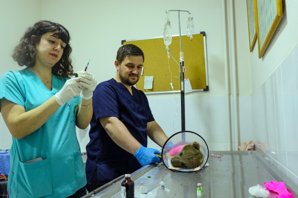 Foto - 1,5 aylık yavru ayı ameliyat edildi