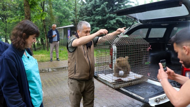 Foto - 1,5 aylık yavru ayı ameliyat edildi