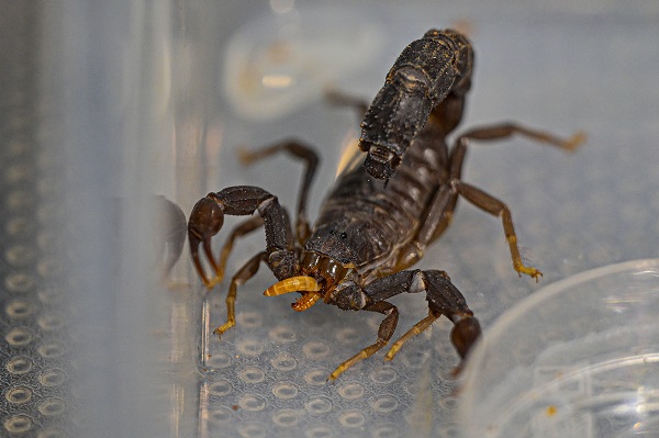 Foto - 15 bin akrep bakın neden yetiştiriliyor