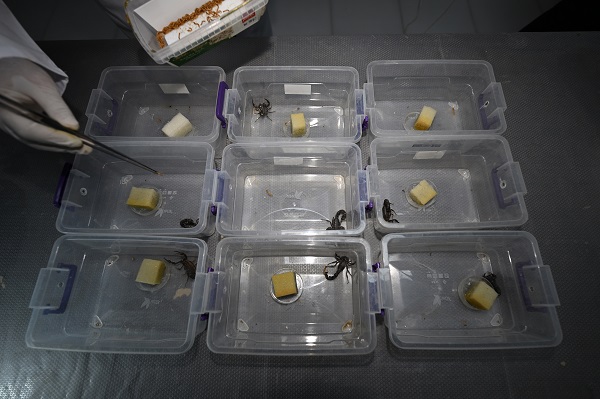 Foto - 15 bin akrep bakın neden yetiştiriliyor