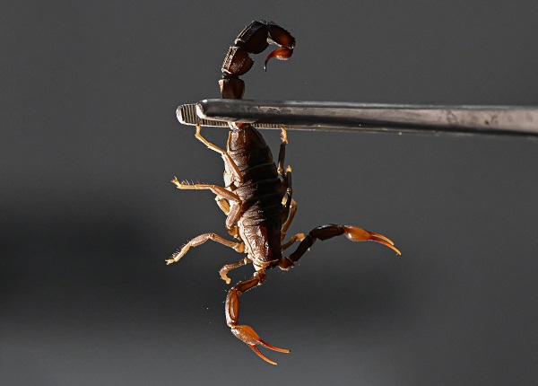 Foto - 15 bin akrep bakın neden yetiştiriliyor