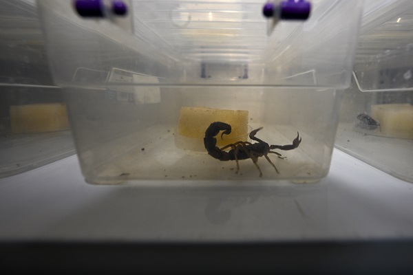 Foto - 15 bin akrep bakın neden yetiştiriliyor