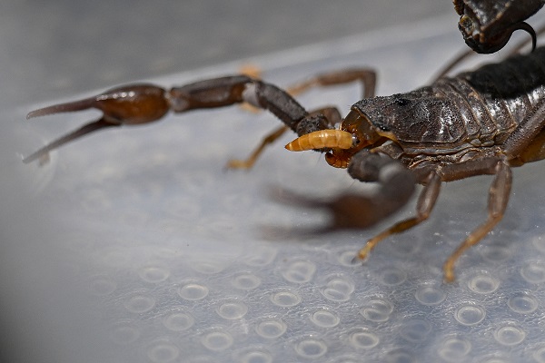 Foto - 15 bin akrep bakın neden yetiştiriliyor
