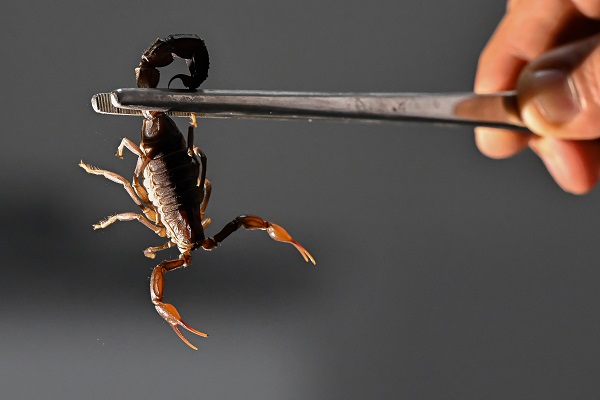Foto - 15 bin akrep bakın neden yetiştiriliyor