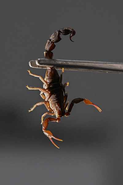 Foto - 15 bin akrep bakın neden yetiştiriliyor