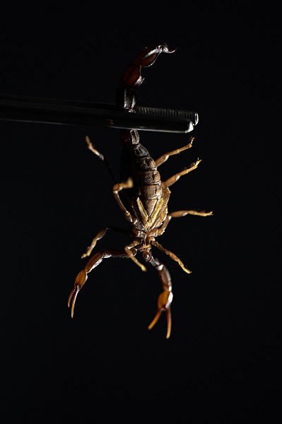 Foto - 15 bin akrep bakın neden yetiştiriliyor