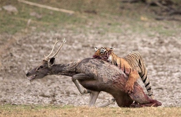 Foto - 15 dakika boyunca kaplana direndi ama...