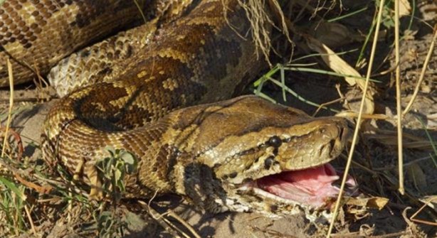 Foto - 15 dakika boyunca kaplana direndi ama...