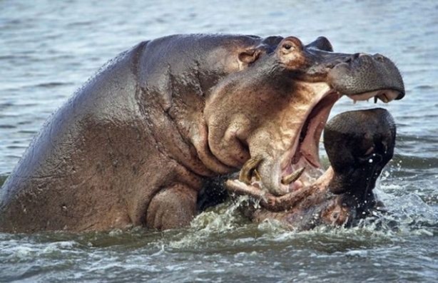 Foto - 15 dakika boyunca kaplana direndi ama...