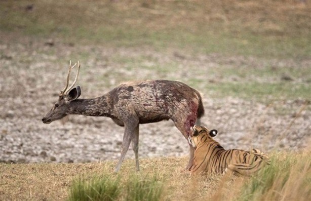 Foto - 15 dakika boyunca kaplana direndi ama...