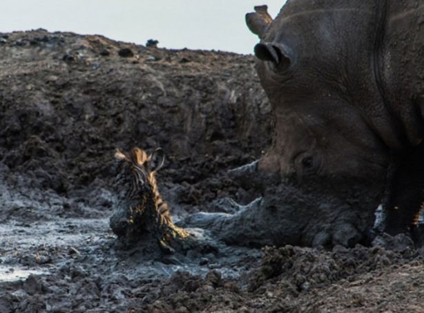 Foto - 15 dakika boyunca kaplana direndi ama...