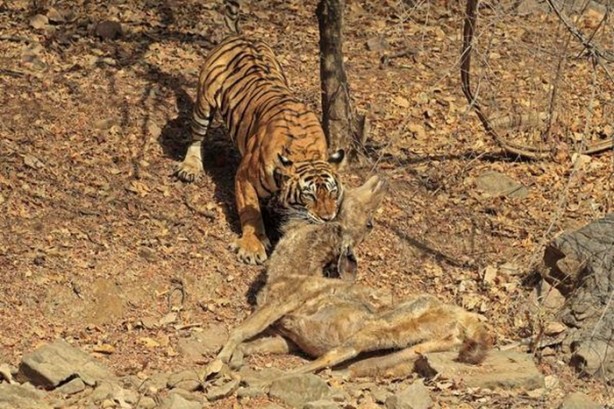 Foto - 15 dakika boyunca kaplana direndi ama...