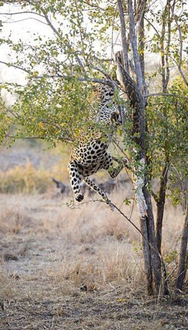 Foto - 15 dakika boyunca kaplana direndi ama...