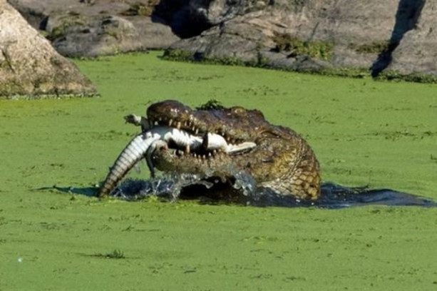 Foto - 15 dakika boyunca kaplana direndi ama...