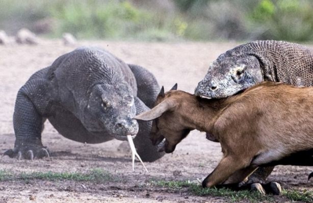 Foto - 15 dakika boyunca kaplana direndi ama...