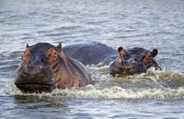 Foto - 15 dakika boyunca kaplana direndi ama...